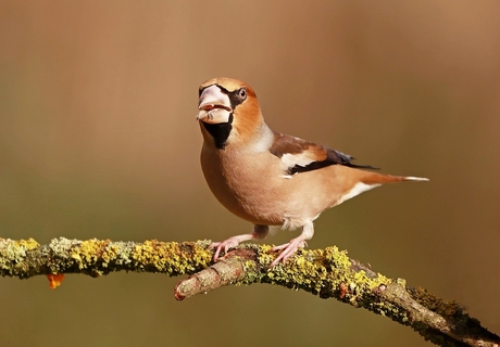 Appelvink