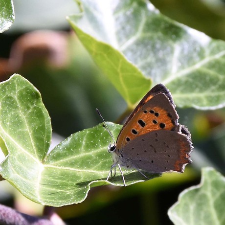 Kleine Vuurvliinder (Lycaena phlaeas)