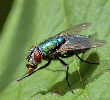 Vlieg met een bladluis