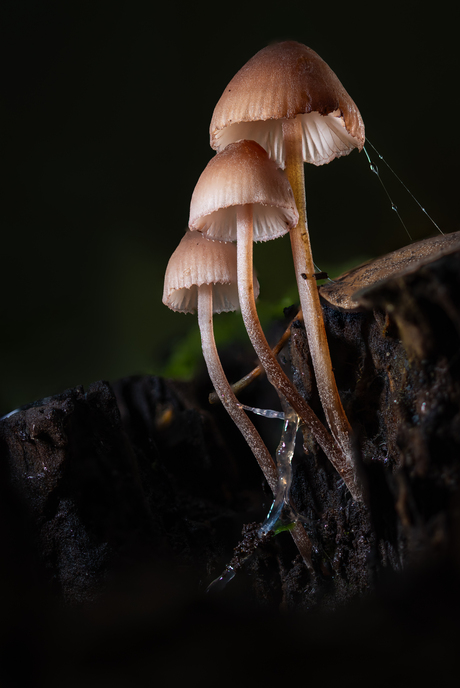 grote bloedsteelmycena