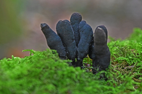 Esdoornhoutknotszwam.