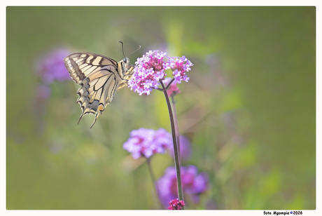 IJzerhard en de koninginnepage