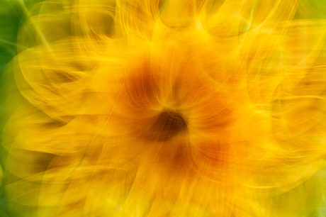 Zonnebloem