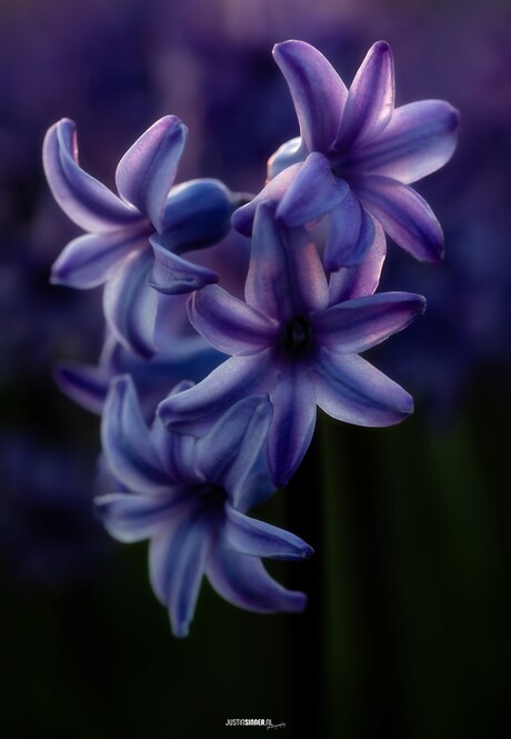 Hyacinten in het Blauwe Uur