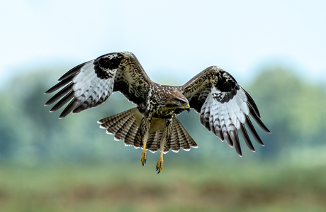 landende buizerd