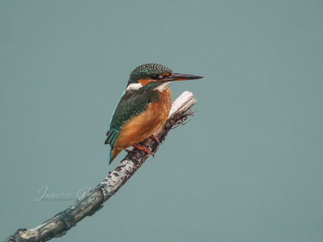 Kingfisher