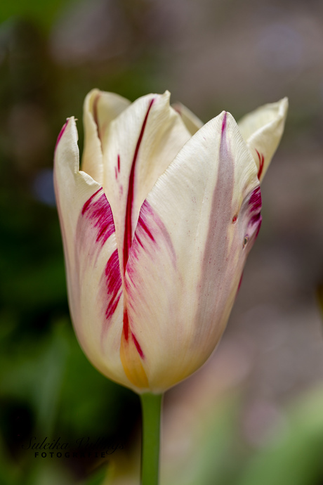 Bijzonder tulp