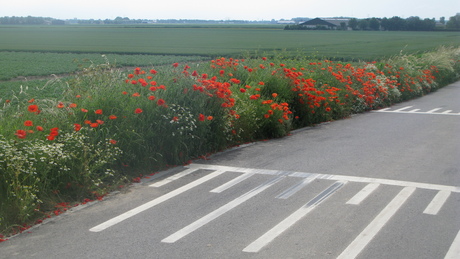 Berm met klaprozen