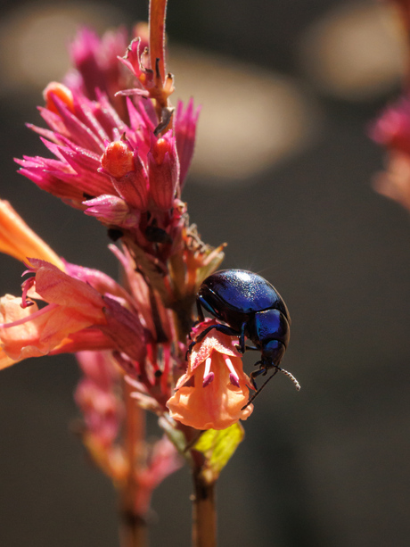 Blauwe muntgoudhaantje