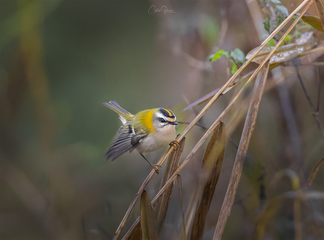 Common firecrest,-Vuurgoudhaan, 