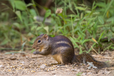 Indochinese Ground Squirrel