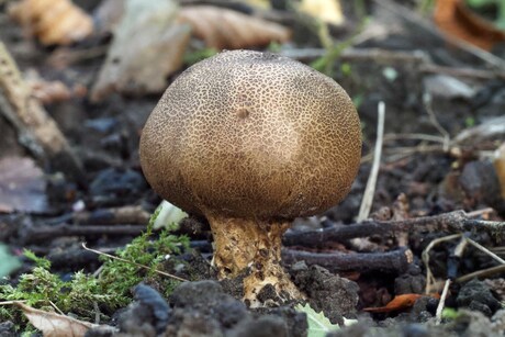  Gele aardappelbovist (2)