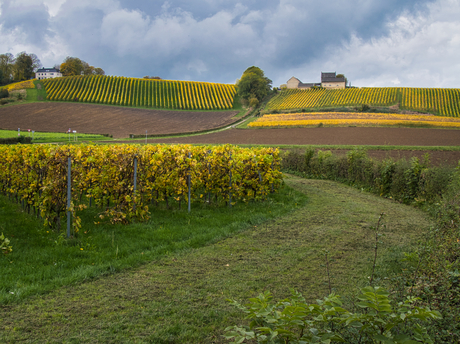 Herfst op de wijnboerderij Apostelhoeve, Maastricht