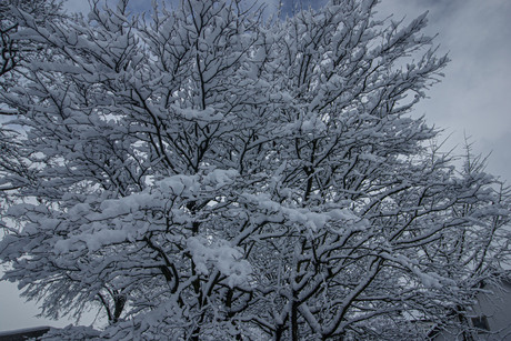 mooie boom in de sneeuw