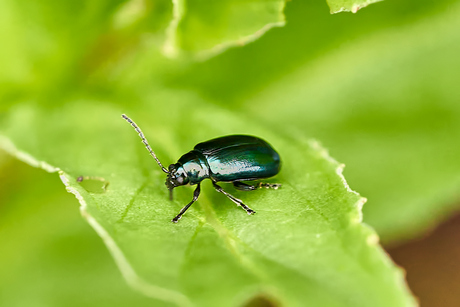 Wandeling in het groen