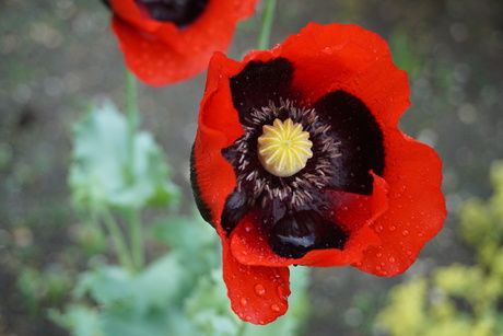 Oosterse klaproos-papaver