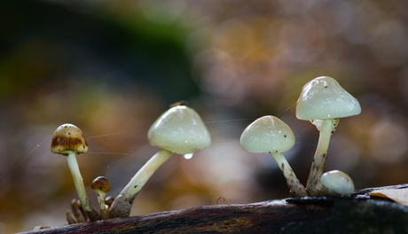 Porceleinzwammetjes II