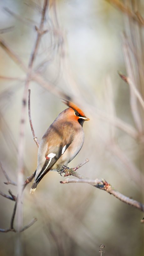 Pestvogel