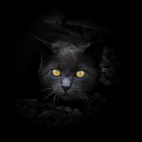 Zwarte kat.