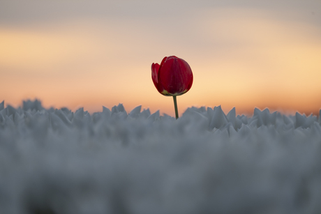 Standing Out