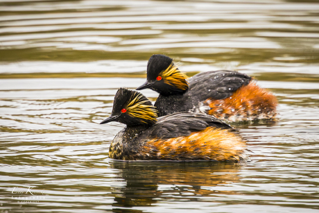 De geoorde fuut (Podiceps nigricollis)