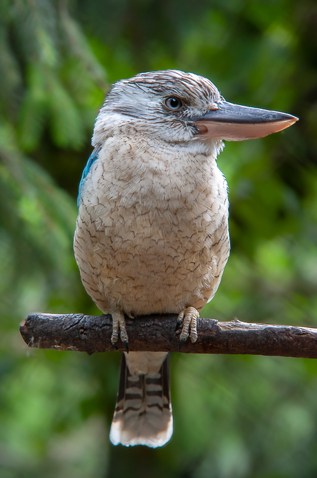 Blauwvleugel Kookaburra.