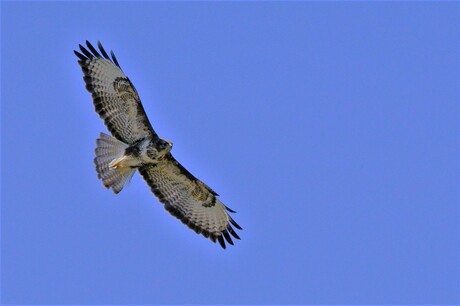 Buizerd