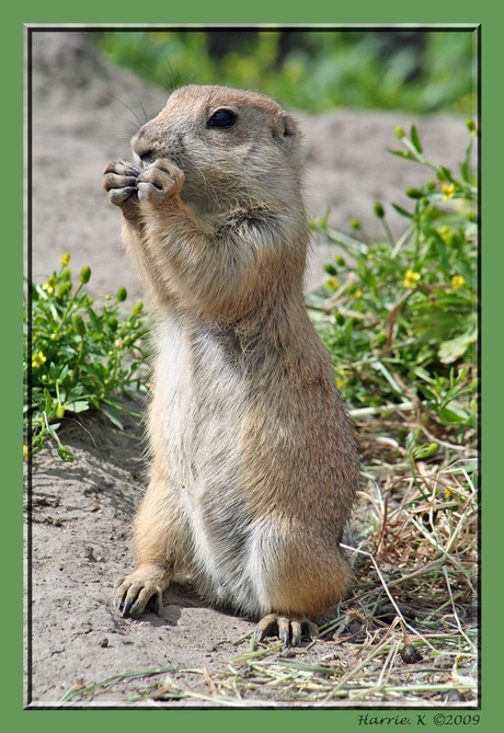 Prairiehondje Blijdorp