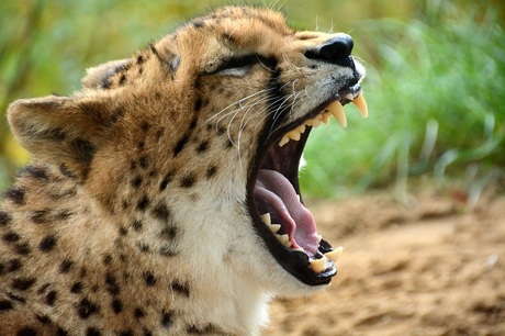 Cheetah.............