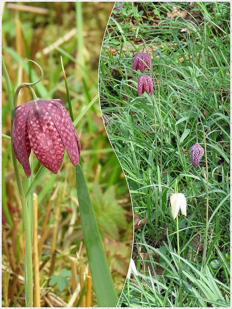 Kievitsbloemen