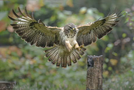 Buizerd