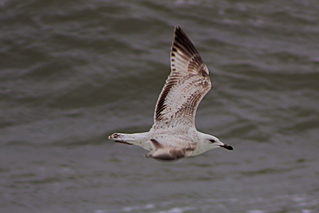 Natuur in de Eemshaven