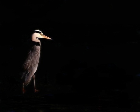 Blauwe Reiger