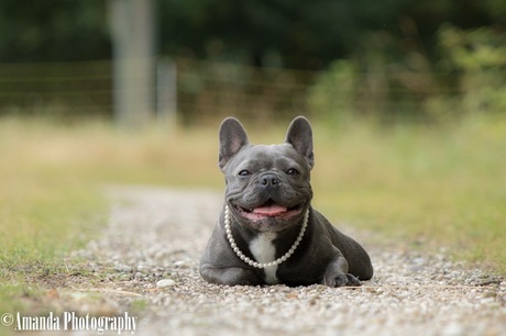 Franse bulldog