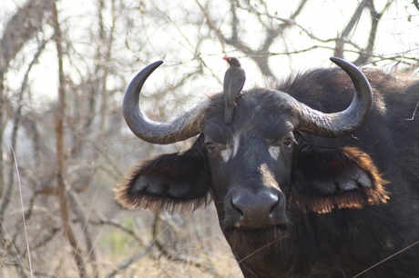 klassieke buffel