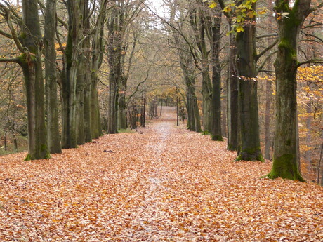 herfst laan