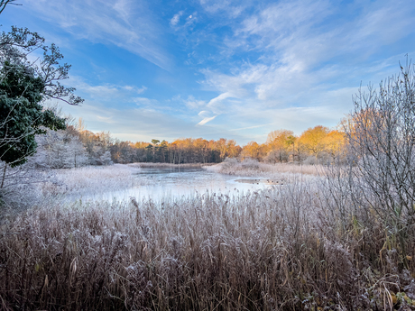 Frozen Tenelleplas