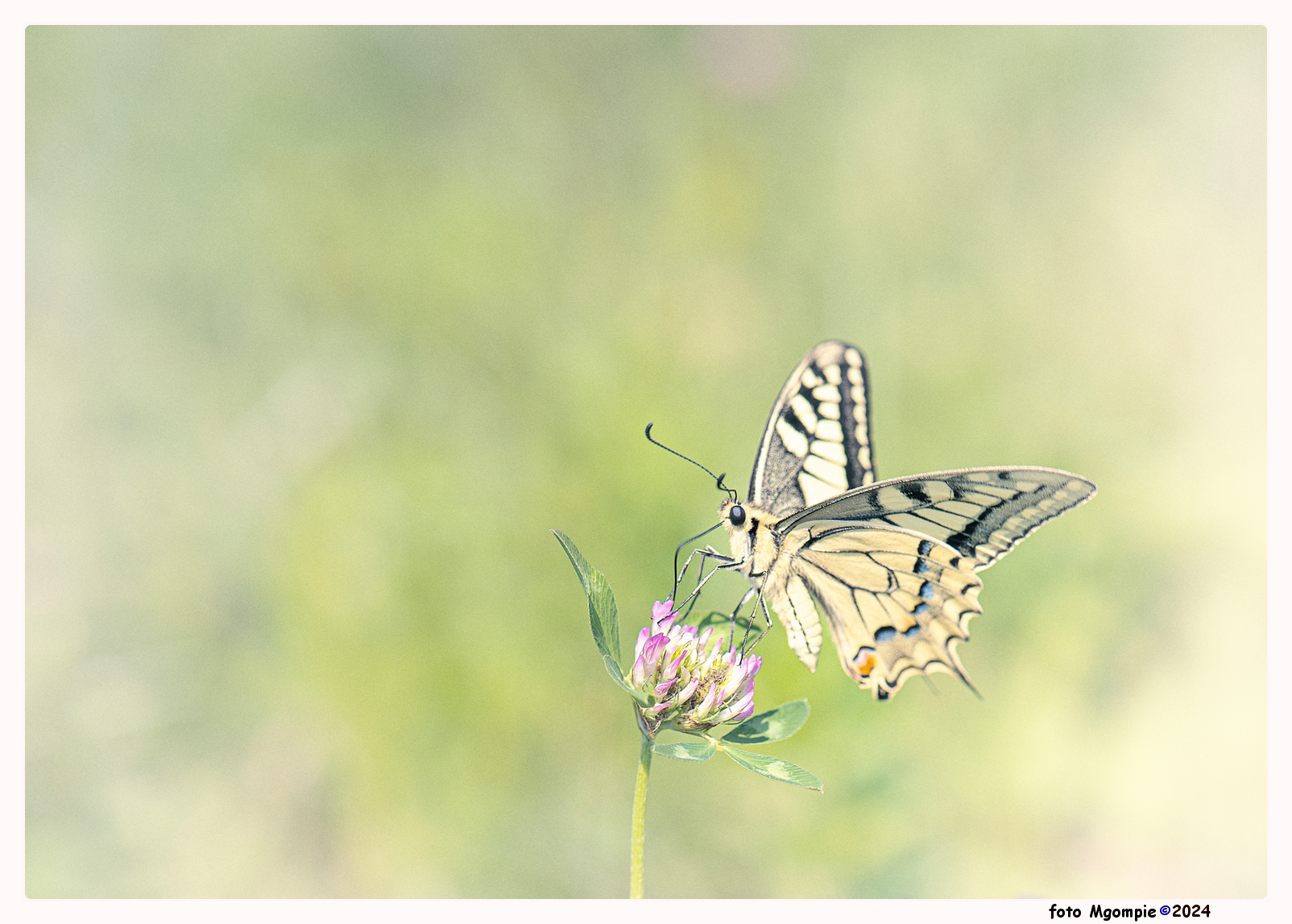 Page - Eentje uit de schoenendoos.......koninginnepage - foto door mgompie op 13-12-2024 - locatie: Slovenië - deze foto bevat: vlinder, mgompie, page, koninginnepage, macro, slovenie, nikon corporation, nikon d800, iso 100, diafragma ƒ/7.1, sluitertijd 1/200s, brandpuntafstand 105mm, vlinder, insect, bestuiver, geleedpotige, zwaluwstaarten, vleugel, vlinders, koninginnepage van de oude wereld, westerse tijgerzwaluwstaart, van dichtbij