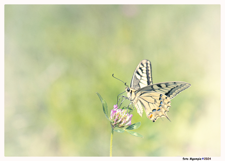 Page - Eentje uit de schoenendoos.......koninginnepage - foto door mgompie op 13-12-2024 - locatie: Slovenië - deze foto bevat: vlinder, mgompie, page, koninginnepage, macro, slovenie, nikon corporation, nikon d800, iso 100, diafragma ƒ/7.1, sluitertijd 1/200s, brandpuntafstand 105mm, vlinder, insect, bestuiver, geleedpotige, zwaluwstaarten, vleugel, vlinders, koninginnepage van de oude wereld, westerse tijgerzwaluwstaart, van dichtbij