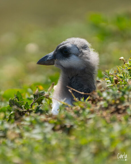 Puffling