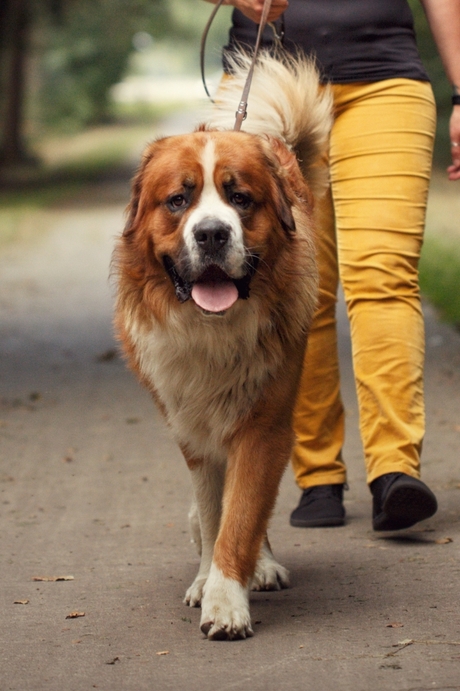 Walking with a giant
