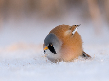 baardman in de sneeuw