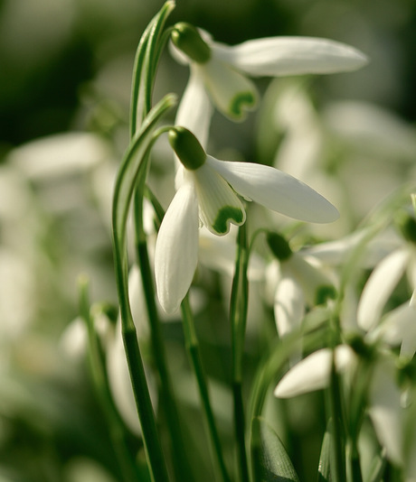 Sneeuwklokje 