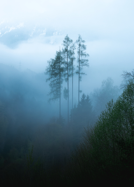 Boompjes in de Mist