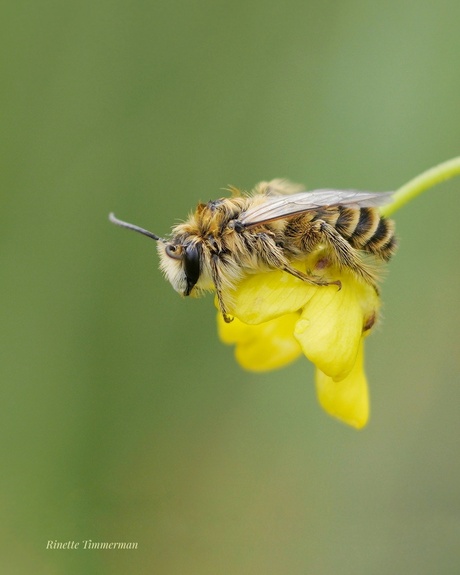 Bijtje op boterbloem 