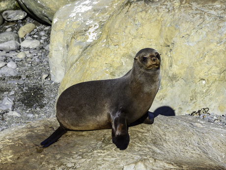 Zeehond in Nieuw-Zeeland