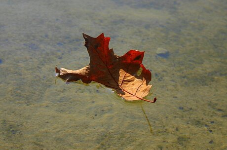 Drijvend blad