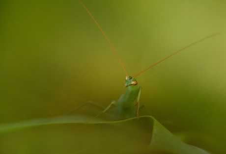 miomantis