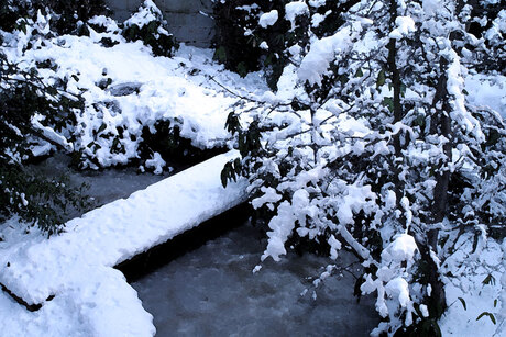 Japanse tuin ondergesneeuwd.