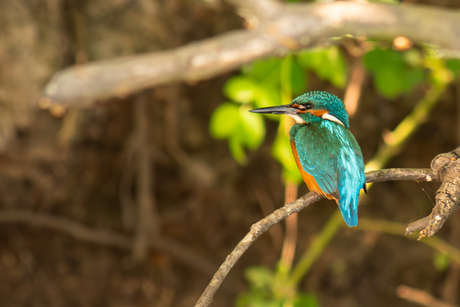 IJsvogel in het wild